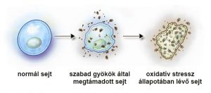 Read more about the article MIK IS AZOK A SZABADGYÖKÖK? Antioxidánsokról bővebben. 1.rész