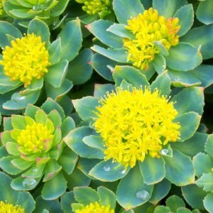 Read more about the article Egy különleges gyógynövény, a Rhodiola